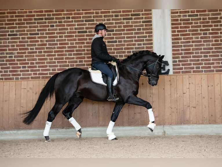 KWPN Castrone 9 Anni 172 cm Morello in Goch