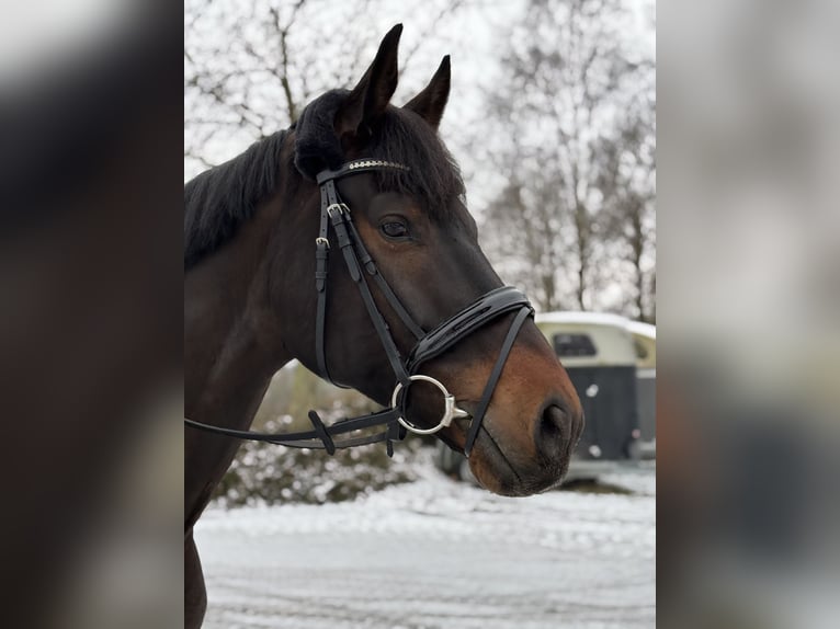 KWPN Castrone 9 Anni 173 cm Baio in Bad Homburg vor der Höhe