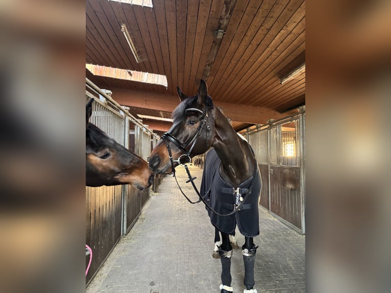 KWPN Castrone 9 Anni 173 cm Baio in Usingen