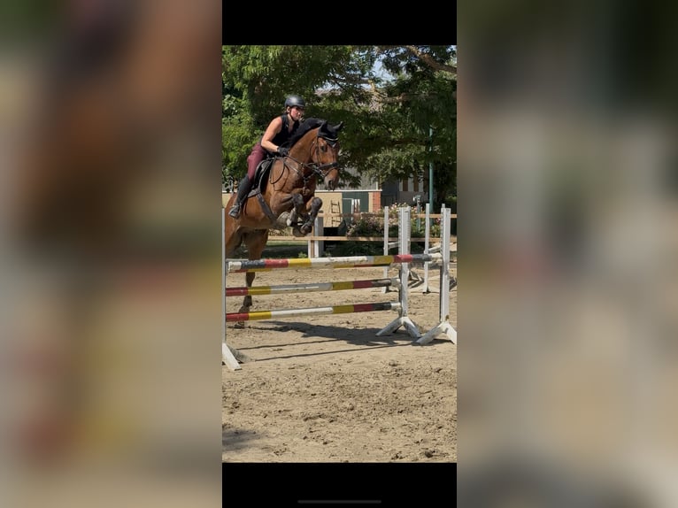 KWPN Castrone 9 Anni 173 cm Baio in Sarstedt