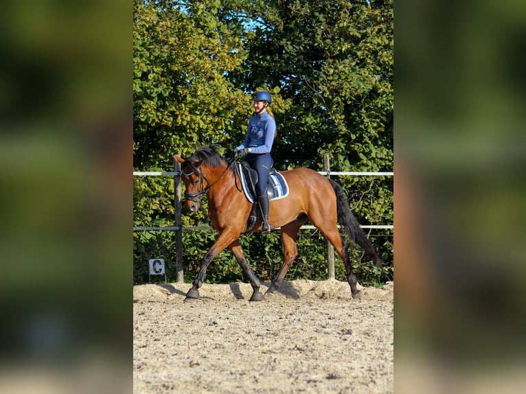 KWPN Castrone 9 Anni 175 cm Baio in Leeuwarden