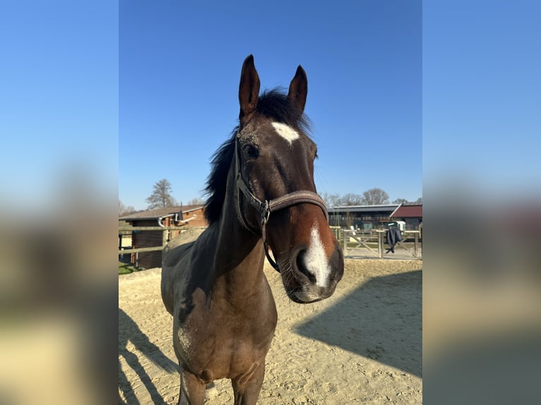 KWPN Castrone 9 Anni 175 cm Baio in Dülmen