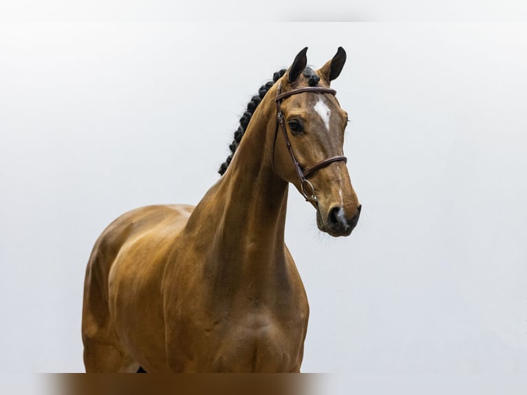 KWPN Castrone 9 Anni 176 cm in Waddinxveen