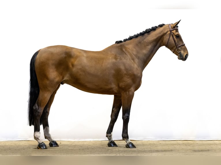 KWPN Castrone 9 Anni 176 cm in Waddinxveen