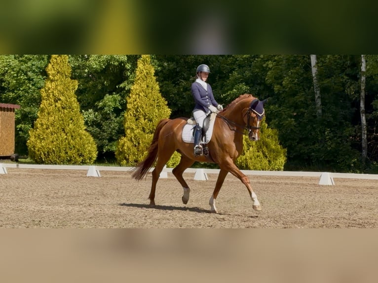 KWPN Castrone 9 Anni 178 cm Sauro in Prague