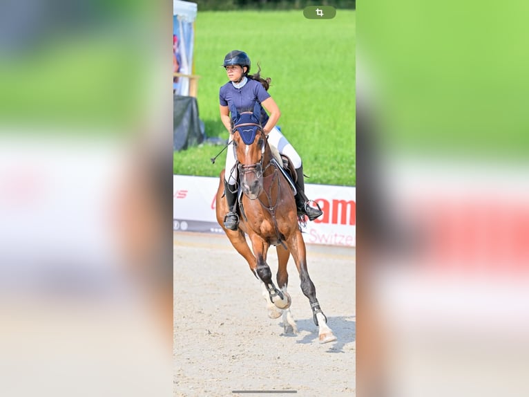 KWPN Castrone 9 Anni 180 cm Baio in Buchs