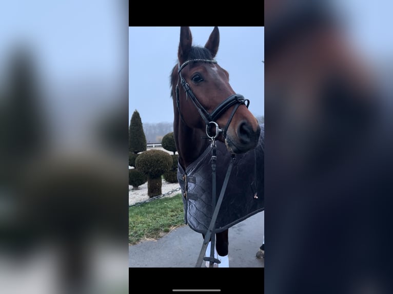 KWPN Castrone 9 Anni 182 cm Baio in Meckenheim