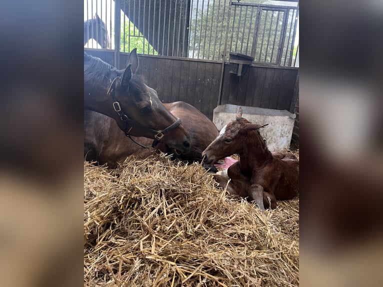 KWPN Desconocido 17 años 170 cm Morcillo in Emmer-Compascuum