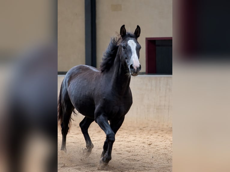 KWPN Desconocido 1 año 173 cm Alazán-tostado in Maasbree