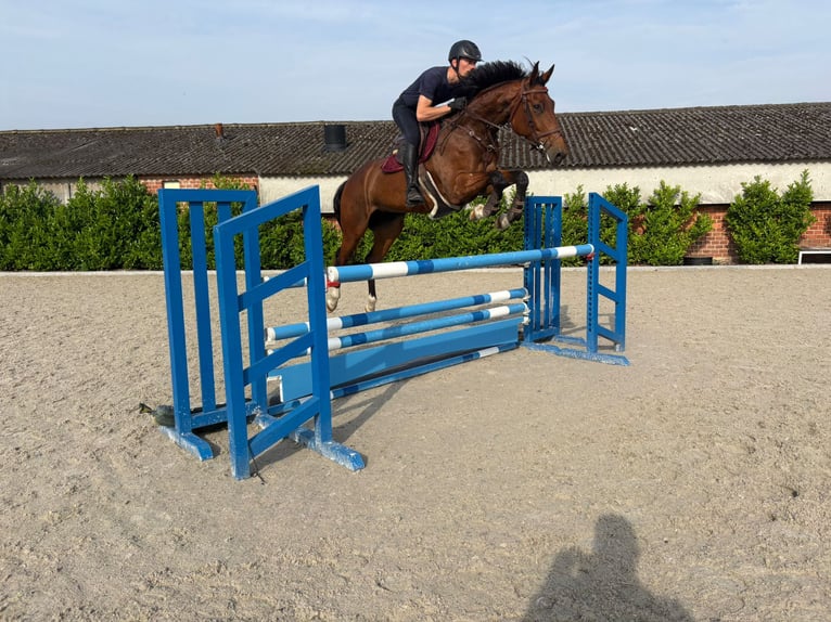 KWPN Desconocido 5 años 164 cm Castaño in Eksel