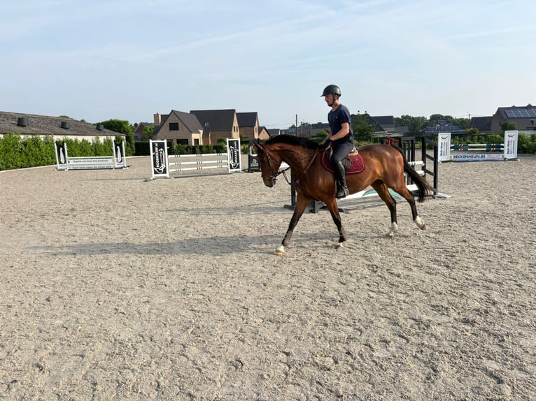 KWPN Desconocido 5 años 164 cm Castaño in Eksel