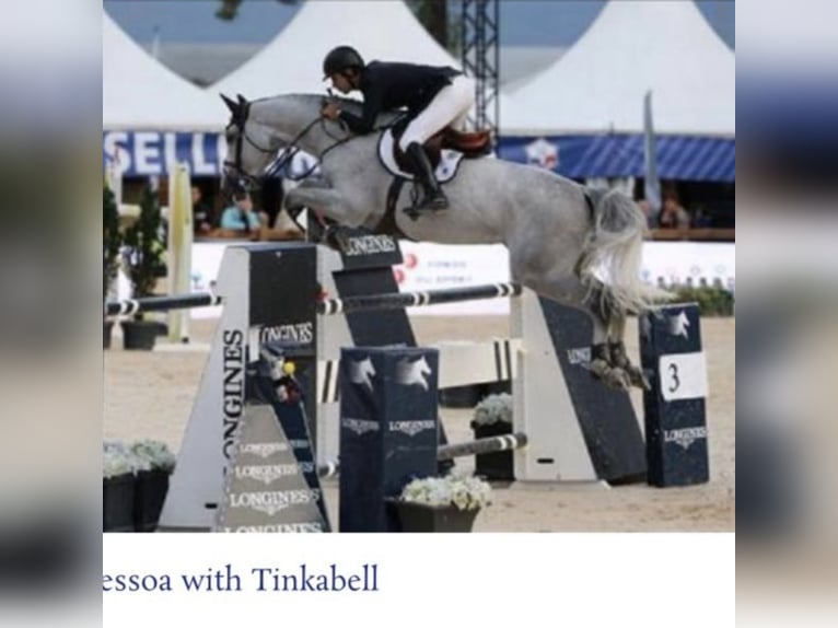 KWPN Desconocido Embrión  in Waddinxveen