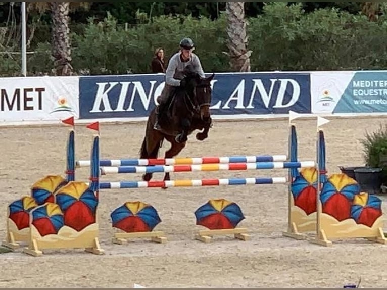 KWPN Sconosciuto Embrione  in Waddinxveen