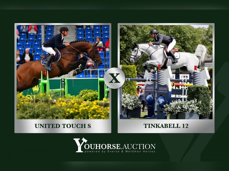 KWPN Sconosciuto Embrione  in Waddinxveen