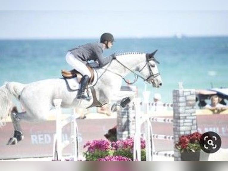 KWPN Unknown Embryo  in Waddinxveen