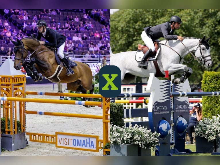 KWPN Unknown Embryo  in WK Heerde