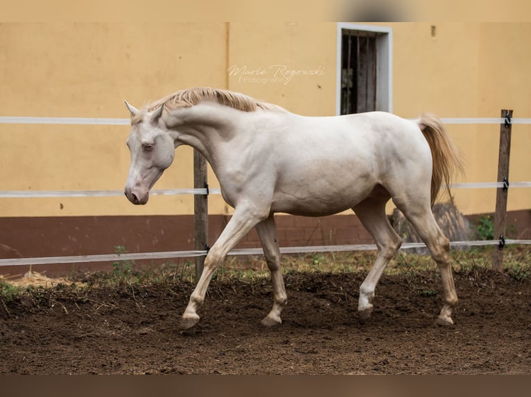 KWPN Étalon 10 Ans 158 cm Cremello in Beaumont-Pied-de-Buf