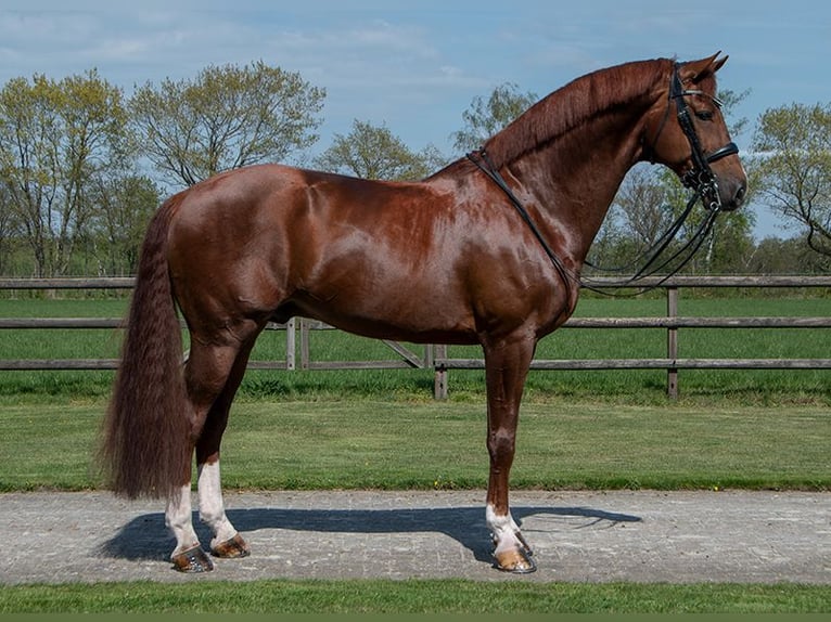 KWPN Étalon 10 Ans 175 cm Alezan in Pilisjászfalu