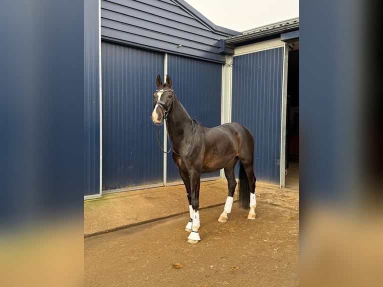 KWPN Étalon 11 Ans 165 cm Bai brun in Breda