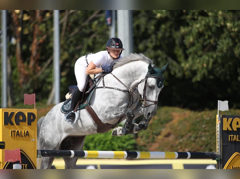 KWPN Étalon 12 Ans 168 cm Gris in Forch