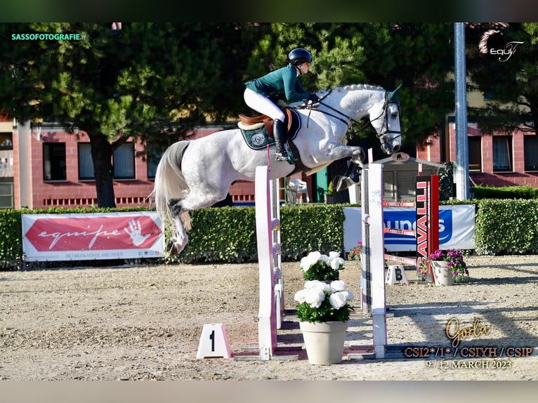 KWPN Étalon 12 Ans 168 cm Gris in Forch