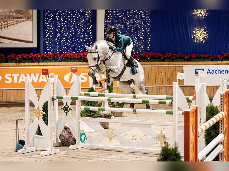KWPN Étalon 12 Ans 168 cm Gris in Forch