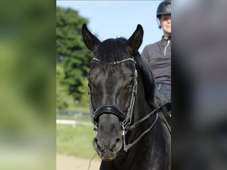 KWPN Étalon 14 Ans 169 cm Noir in Nordkirchen