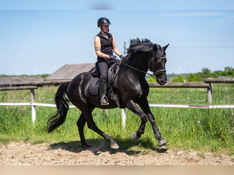 KWPN Étalon 14 Ans 169 cm Noir in Nordkirchen