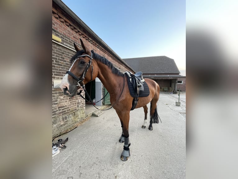KWPN Étalon 17 Ans 175 cm Bai in Rheinberg
