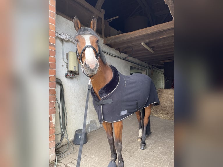KWPN Étalon 17 Ans 175 cm Bai in Rheinberg