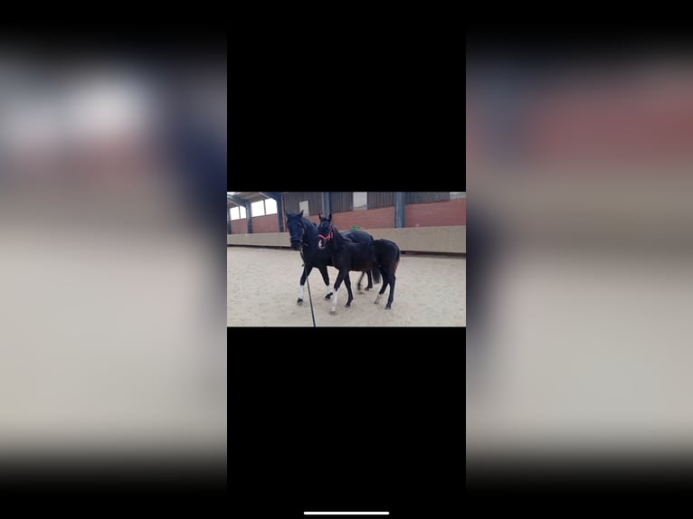 KWPN Étalon 1 Année 130 cm Bai brun foncé in Issum