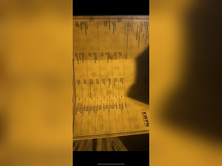 KWPN Étalon 1 Année 130 cm Bai brun foncé in Issum