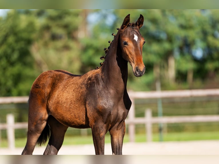 KWPN Étalon 1 Année 140 cm Bai brun foncé in Landgraaf