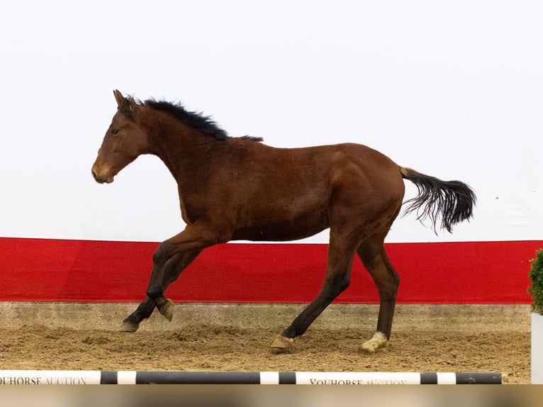 KWPN Étalon 1 Année 150 cm Bai in Waddinxveen