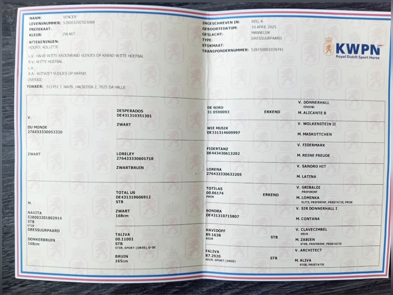 KWPN Étalon 1 Année 150 cm Noir in Brakel