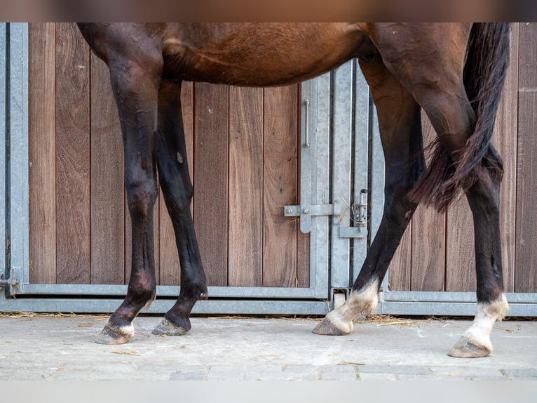 KWPN Étalon 1 Année 155 cm Bai brun in GROTE-BROGEL