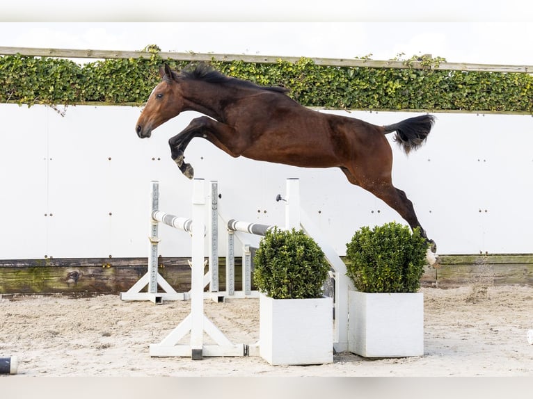 KWPN Étalon 1 Année 157 cm Bai in Waddinxveen