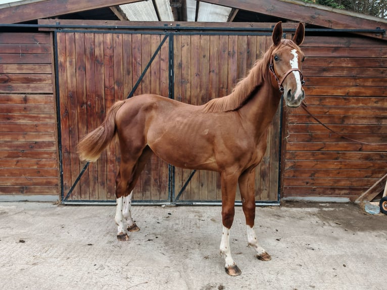 KWPN Étalon 1 Année 157 cm  in Kaulille