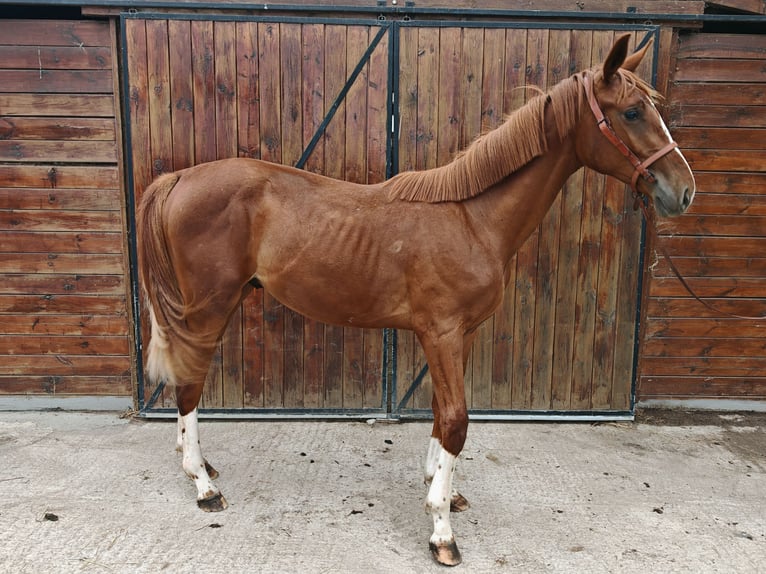 KWPN Étalon 1 Année 157 cm  in Kaulille