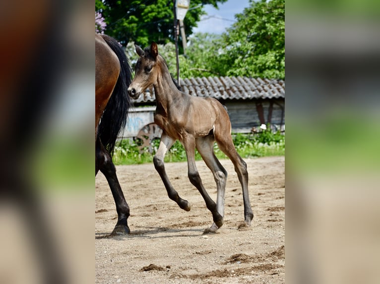 KWPN Croisé Étalon 1 Année 165 cm Bai brun in Ambla