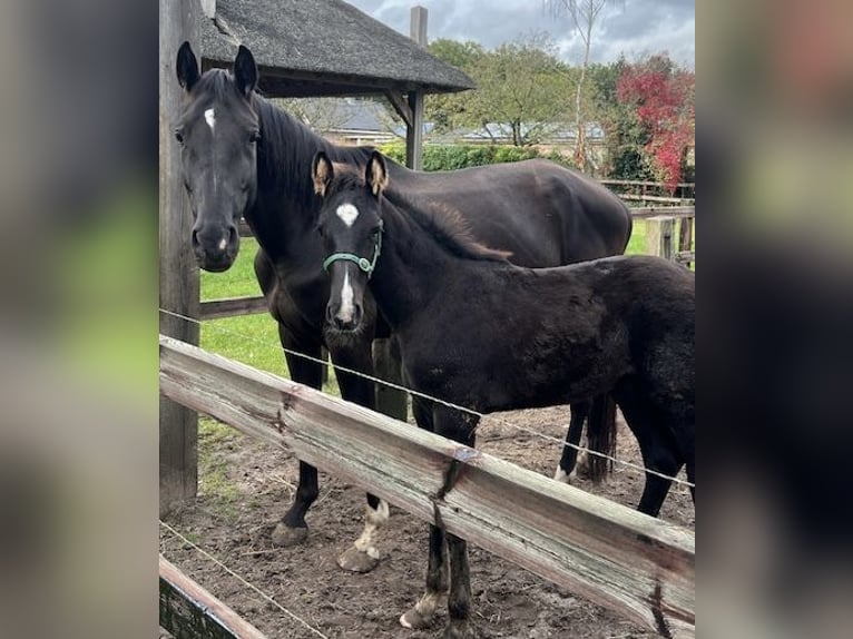 KWPN Étalon 1 Année 165 cm Bai brun foncé in Odoorn