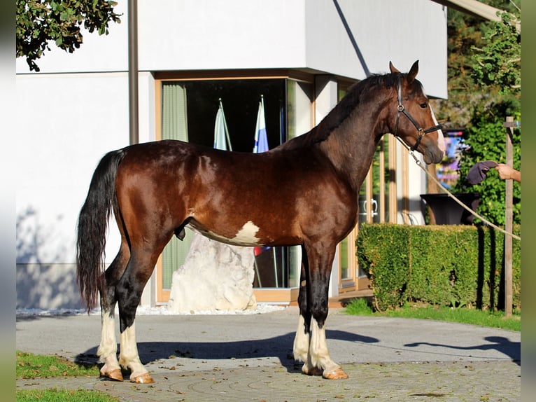 KWPN Étalon 1 Année 166 cm Bai in Kamnik