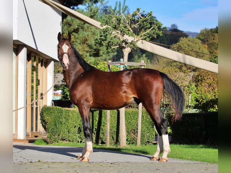 KWPN Étalon 1 Année 166 cm Bai in Kamnik