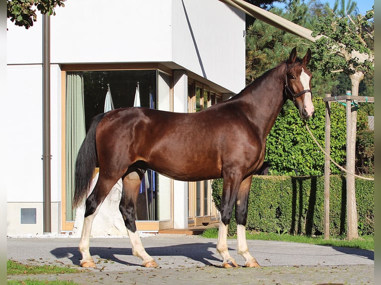 KWPN Étalon 1 Année 166 cm Bai in Kamnik