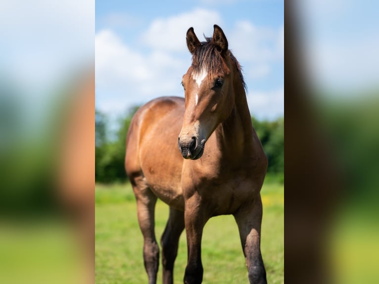 KWPN Étalon 1 Année 168 cm Bai in Rijnsburg