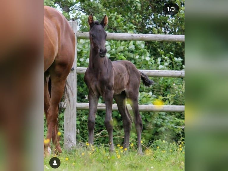 KWPN Étalon 1 Année 168 cm Noir in Rijnsburg