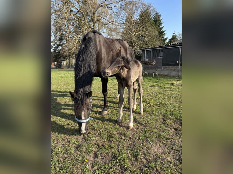 KWPN Étalon 1 Année 170 cm  in Maasbree