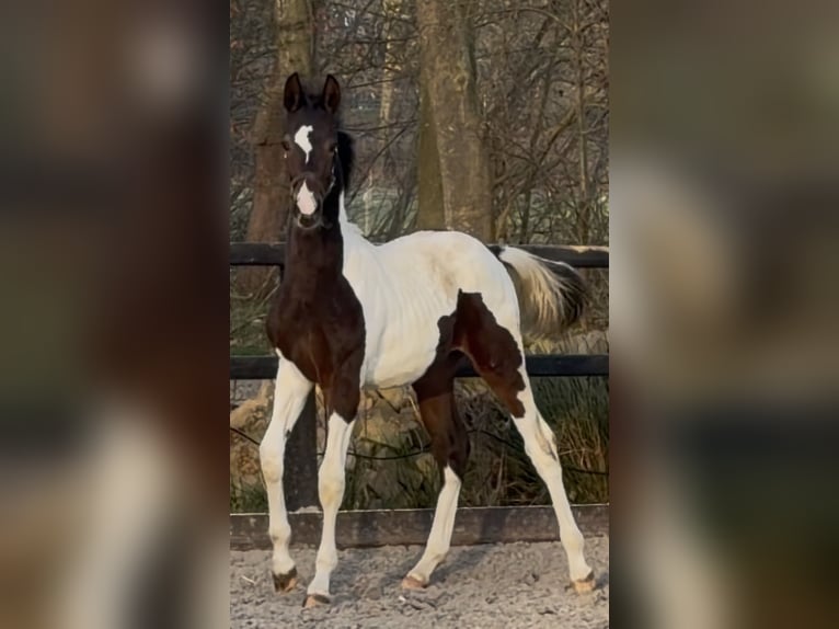 KWPN Étalon 1 Année 170 cm Pinto in Siddeburen