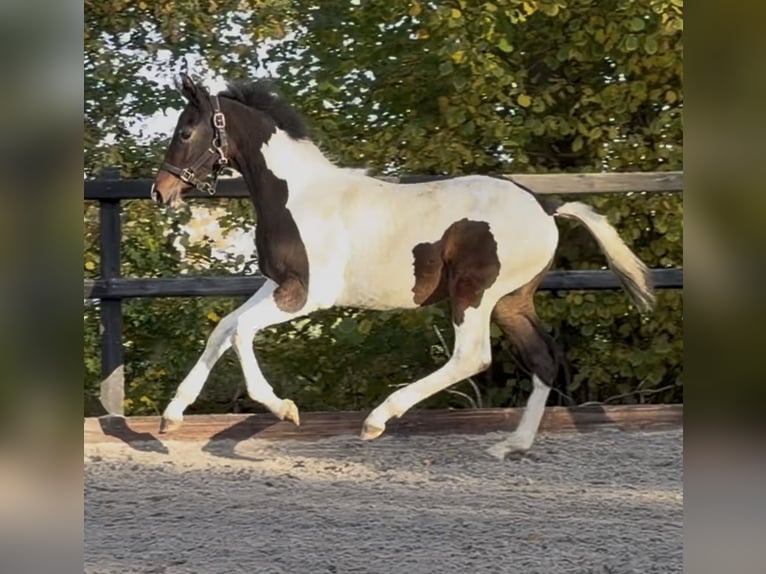 KWPN Étalon 1 Année 170 cm Pinto in Siddeburen