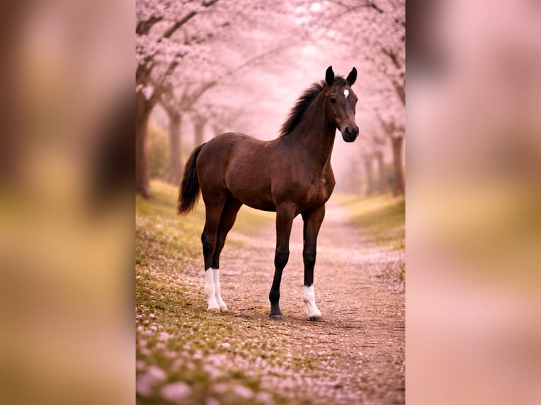 KWPN Étalon 1 Année 175 cm Alezan brûlé in Maasbree